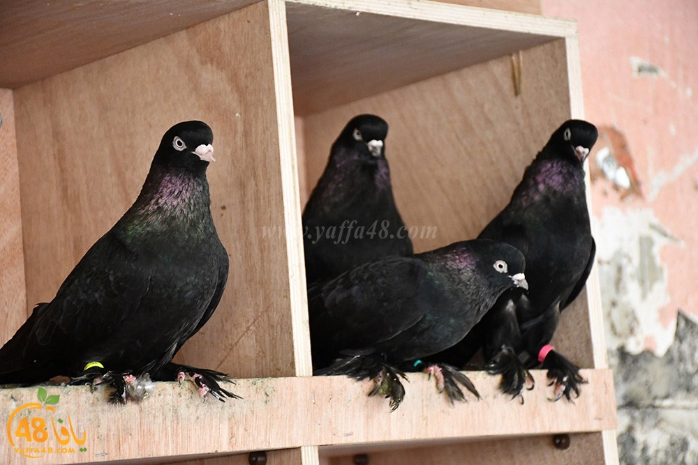 zohdi 3ashoor (97).jpeg